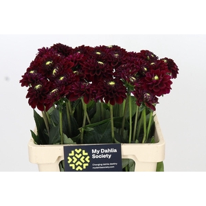 Dahlia Black Fox