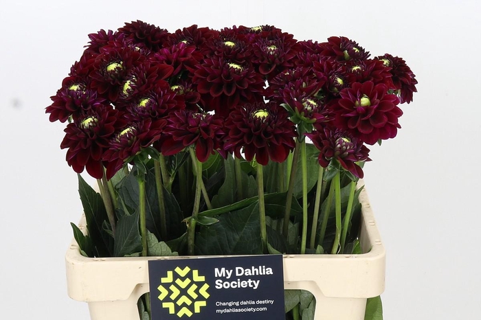 <h4>Dahlia Black Fox</h4>