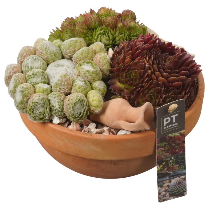 <h4>PTS7413 Arrangement Sempervivum in terracotta schaal</h4>