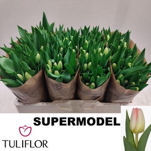 TU EN SUPERMODEL