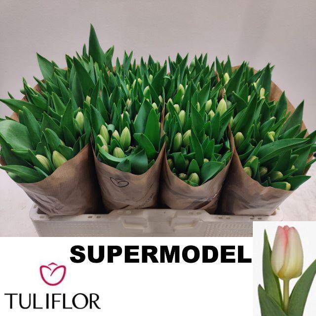 <h4>TU EN SUPERMODEL</h4>