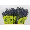 Eryngium Magical Blue Lagoon