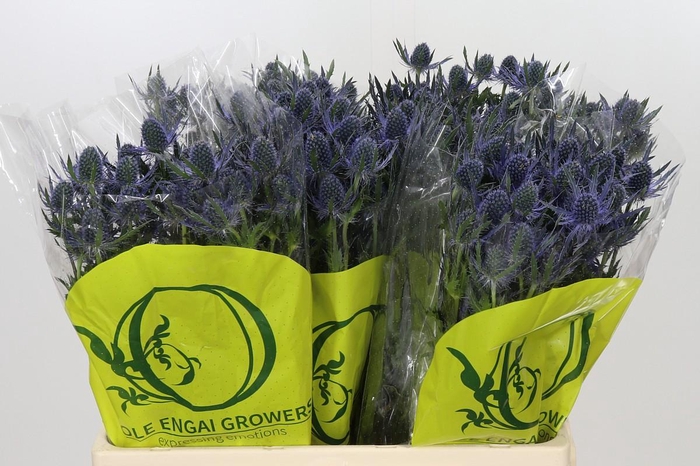 Eryngium Magical Blue Lagoon