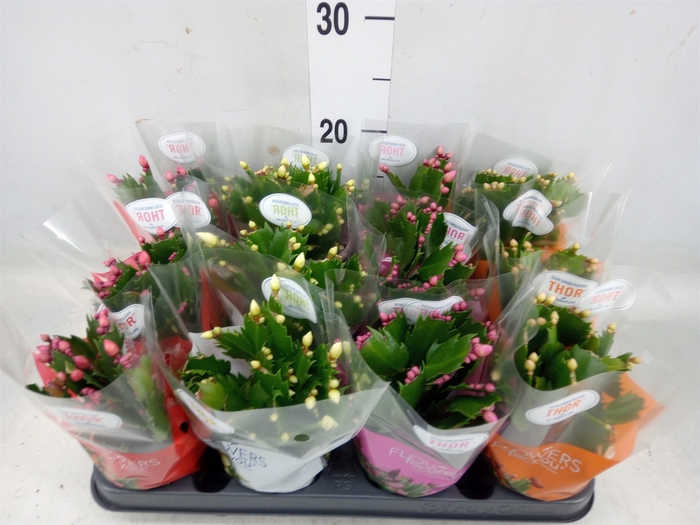 <h4>Schlumbergera   ...</h4>