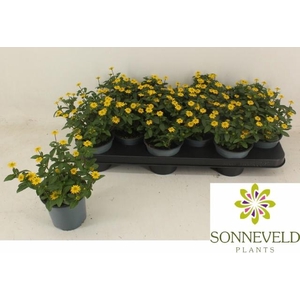 SANV PROCUMBENS
