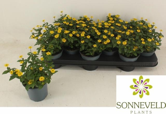 <h4>SANV PROCUMBENS</h4>