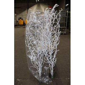 Fagus Snowy Cm130