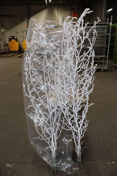 <h4>Fagus Snowy Cm130</h4>