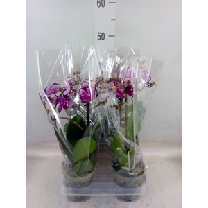 Phalaenopsis   ...