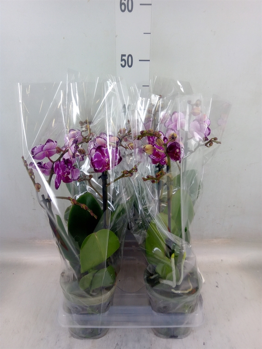 <h4>Phalaenopsis   ...</h4>
