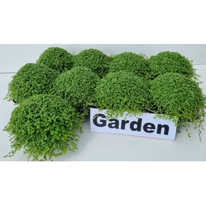 SOLEIROLIA SOLEIROLI