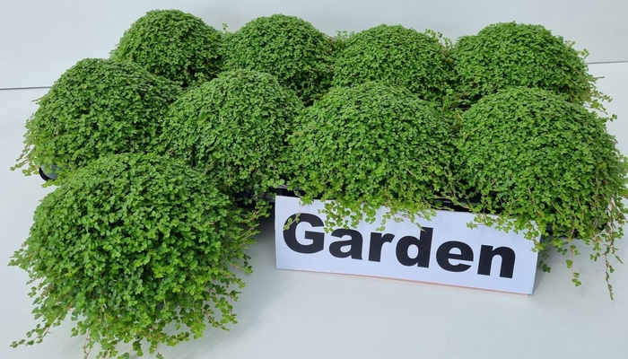 <h4>SOLEIROLIA SOLEIROLI</h4>