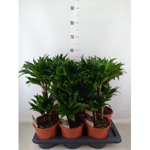 Dracaena frag. 'Compacta'