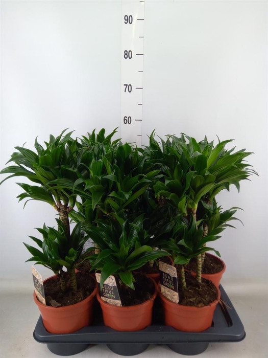 <h4>Dracaena frag. 'Compacta'</h4>
