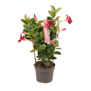 Dipladenia Sundaville Rek RED 13 cm (PT)