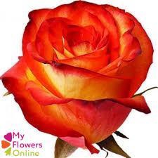 <h4>R Gr High & Magic Bicolor 60cm EC</h4>