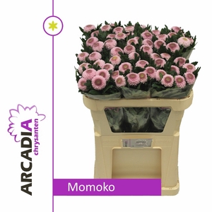 CHR G MOMOKO A2