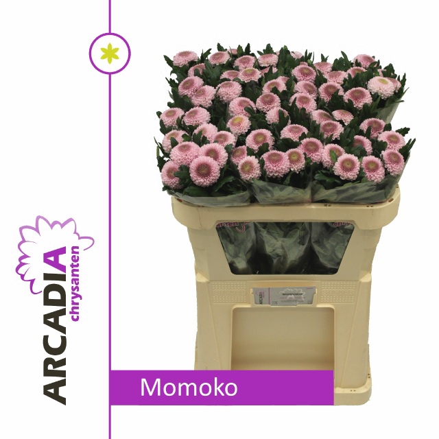 CHR G MOMOKO A2