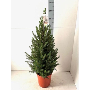 PICEA GL CONICA