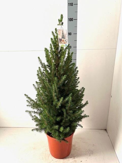 <h4>PICEA GL CONICA</h4>