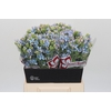 Oxypetalum Tweedia Blue