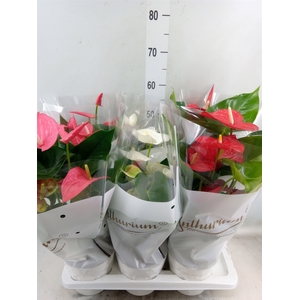 Anthurium andr.   ...mix  3