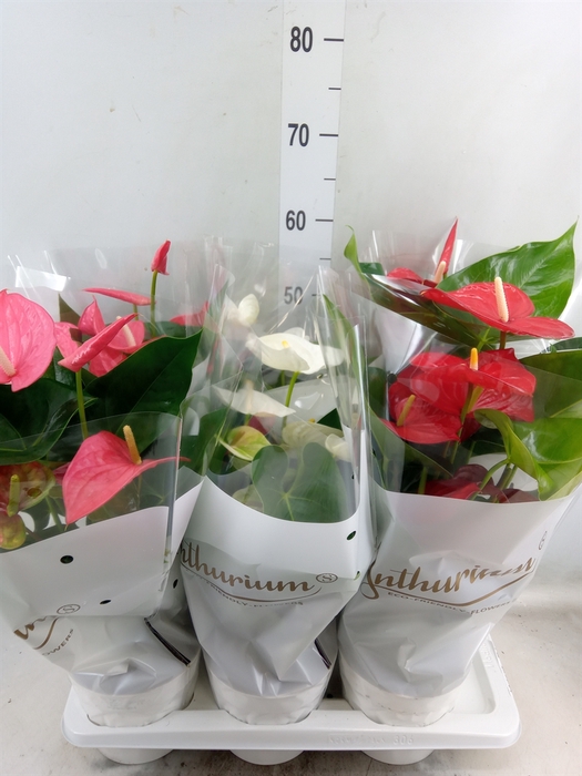 <h4>Anthurium andr.   ...mix  3</h4>