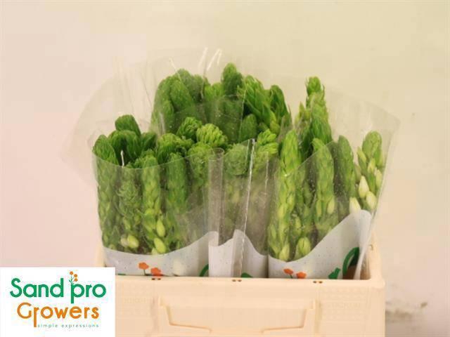 <h4>ORNIT THY MILKY WAY</h4>