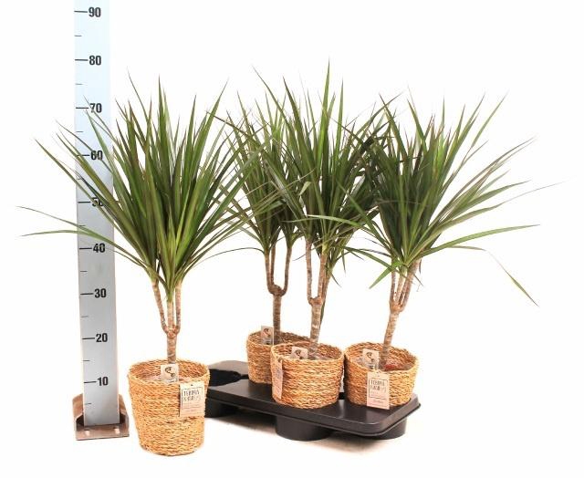 <h4>DRA MARGINATA</h4>