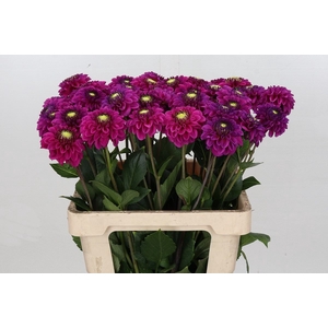 Dahlia BA 'Purple Fox'
