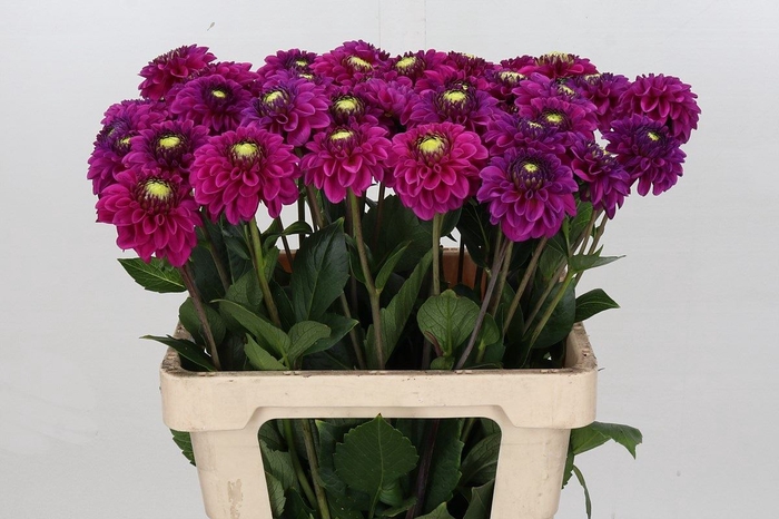 <h4>Dahlia BA 'Purple Fox'</h4>