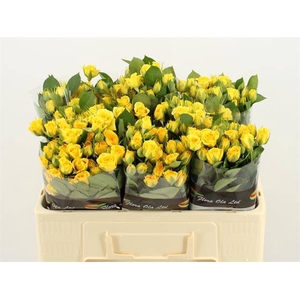 Rosa spray yellow babe