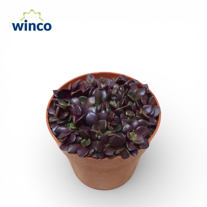 <h4>Anacampseros Rubra</h4>