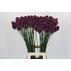 Allium sphaerocephalon