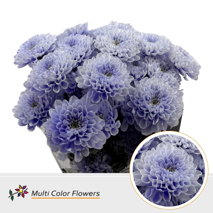 <h4>Chr T Altaj Soft Milka</h4>