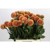 Dahlia Cornel Bronze