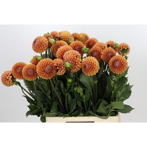 Dahlia Cornel Bronze
