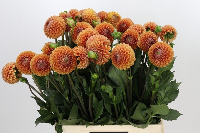 Dahlia Cornel Bronze
