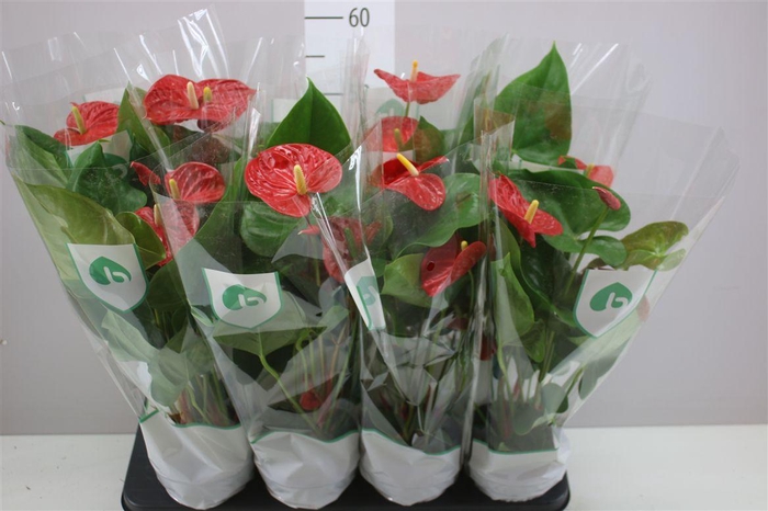 <h4>Anth An Madural</h4>