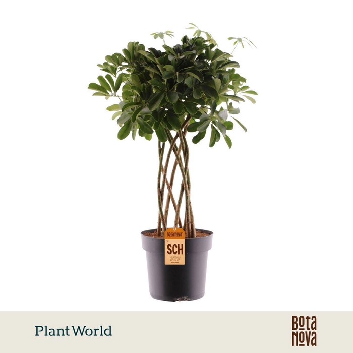 <h4>Schefflera Compacta (Nora) koker</h4>
