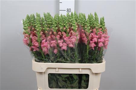 <h4>Antir Poto Pink</h4>