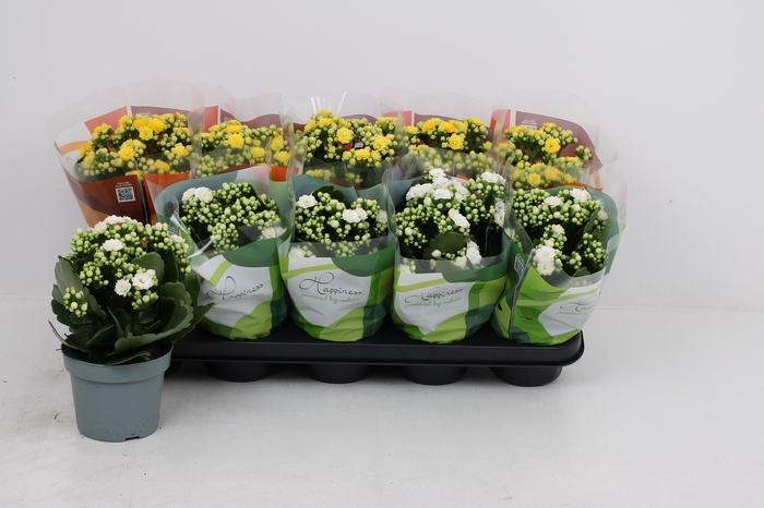 <h4>KAL GE GEM 2 KL</h4>