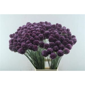 Allium Sphaerocephal