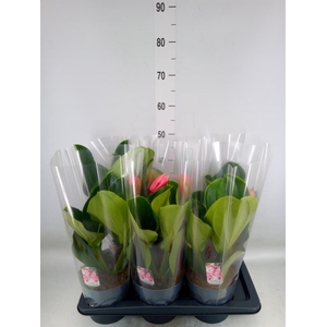 Medinilla magn. 'Flamenco'