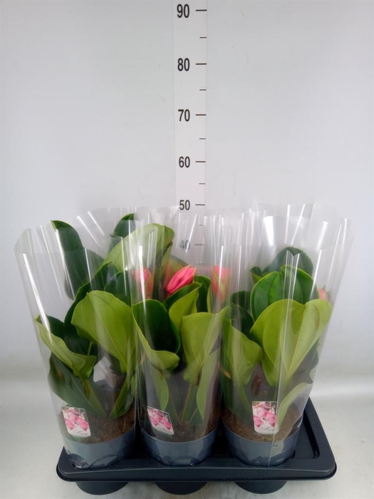 <h4>Medinilla magn. 'Flamenco'</h4>