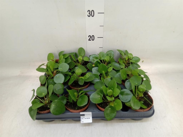 <h4>Pilea peperomioides</h4>