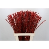 Salix Caprea Snow Flake P. Red