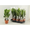 arr8 Zamioculcas Zamiifol