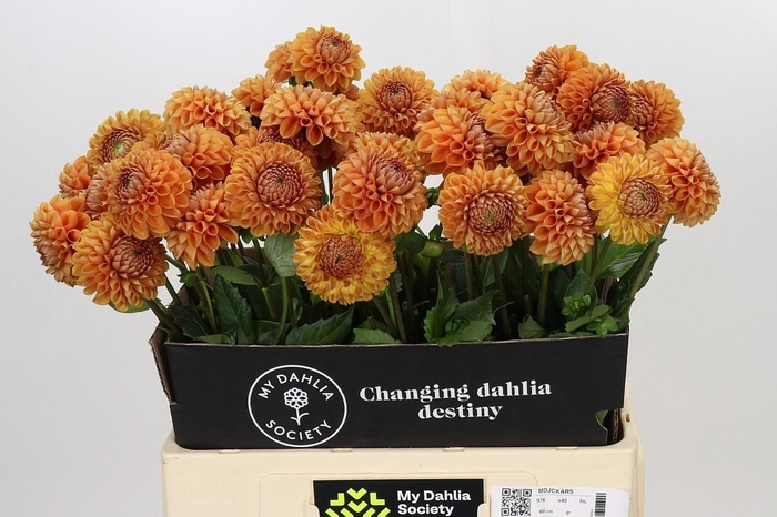 <h4>Dahlia Cornel Bronze</h4>