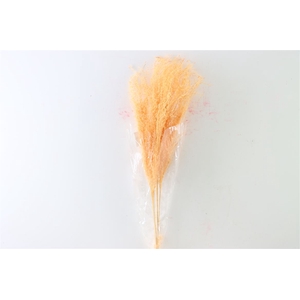 Dried Stipha Feather 5pcs Xl Peach Bunch